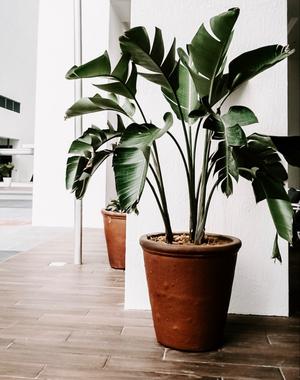 big green leaf plant in brown pot