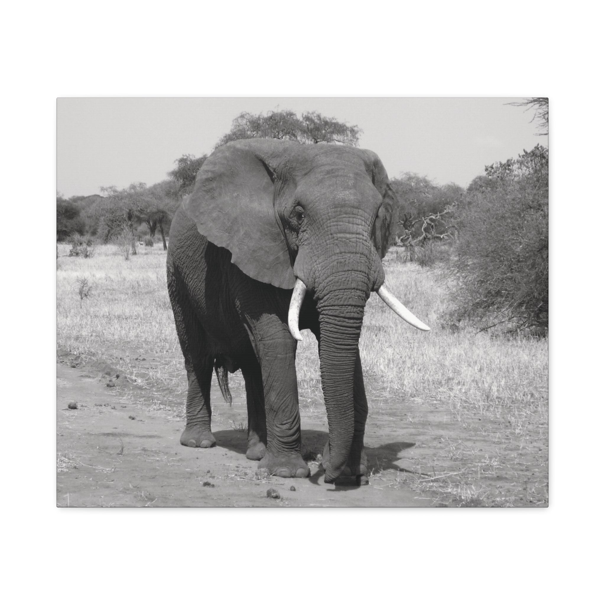 Safari Strength – Elephant Wall Art Print - Saunni Bee - Wall Art