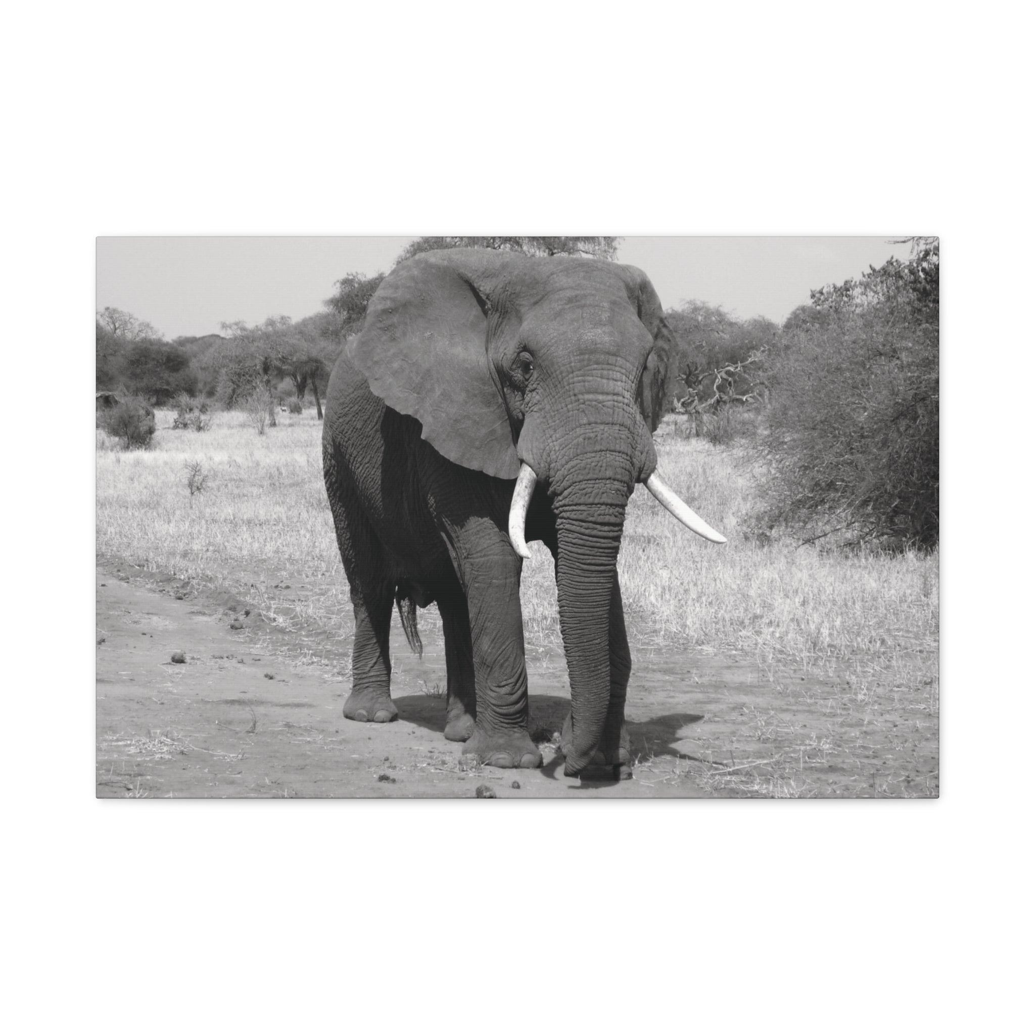 Safari Strength – Elephant Wall Art Print - Saunni Bee - Wall Art