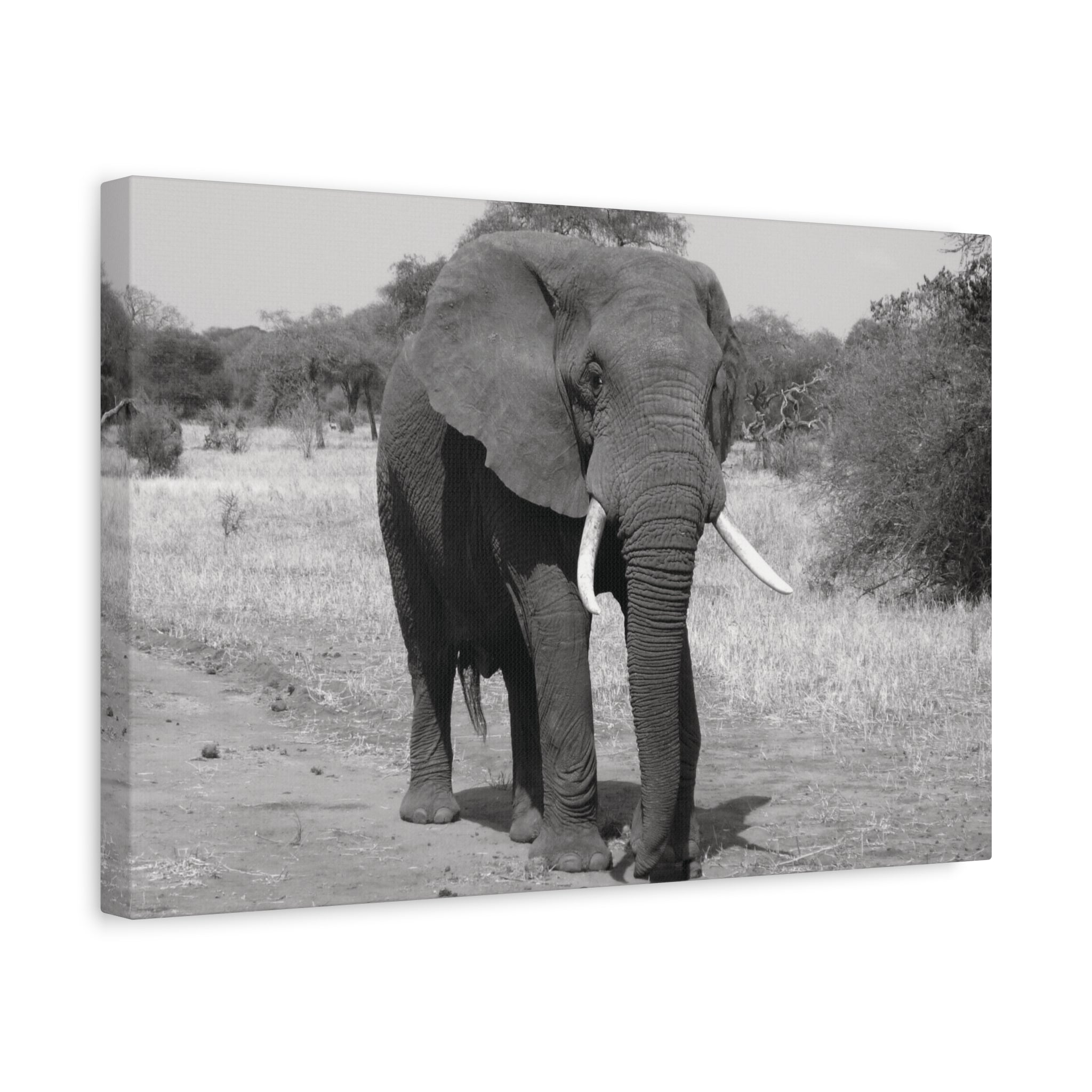 Safari Strength – Elephant Wall Art Print - Saunni Bee - Wall Art