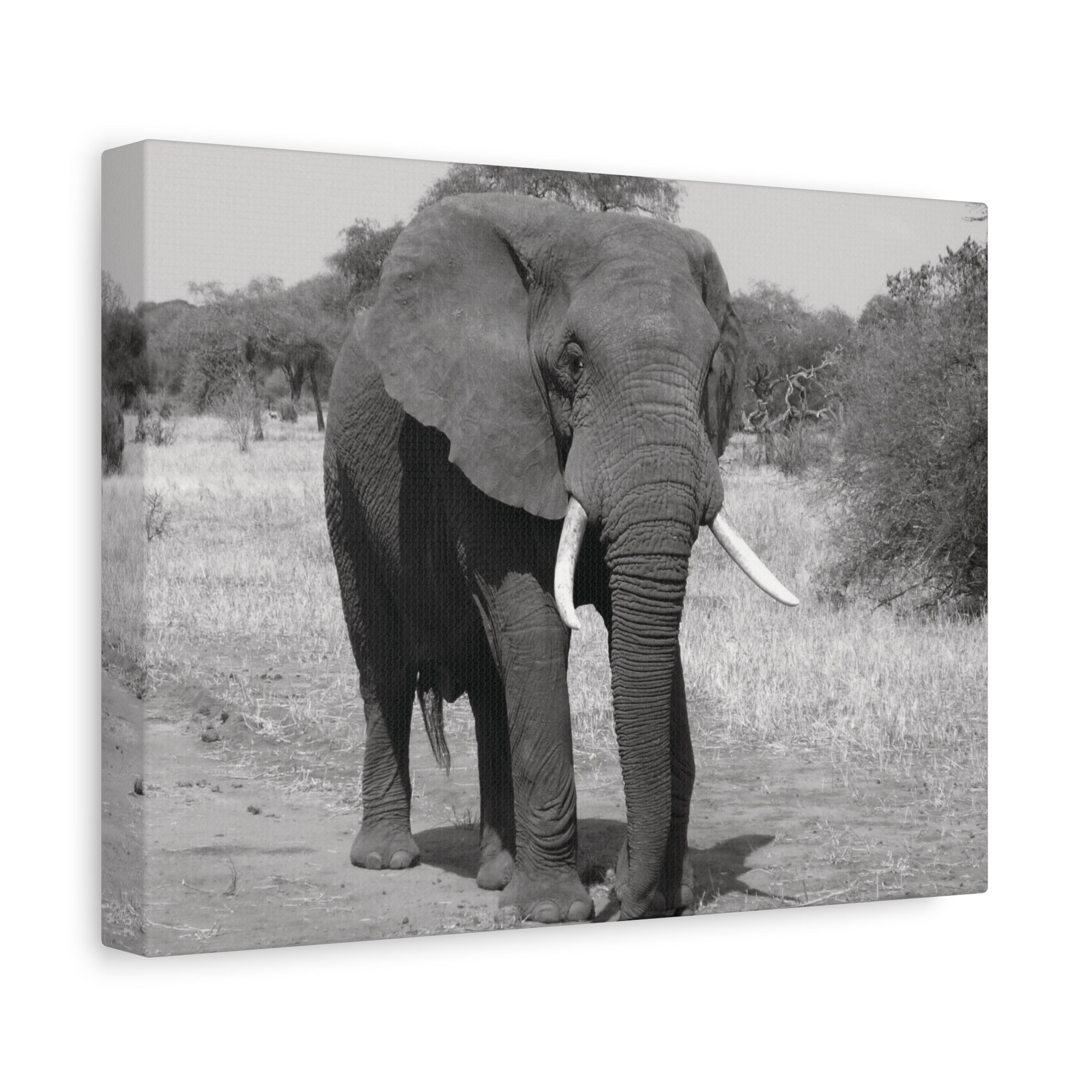 Safari Strength – Elephant Wall Art Print - Saunni Bee - Wall Art