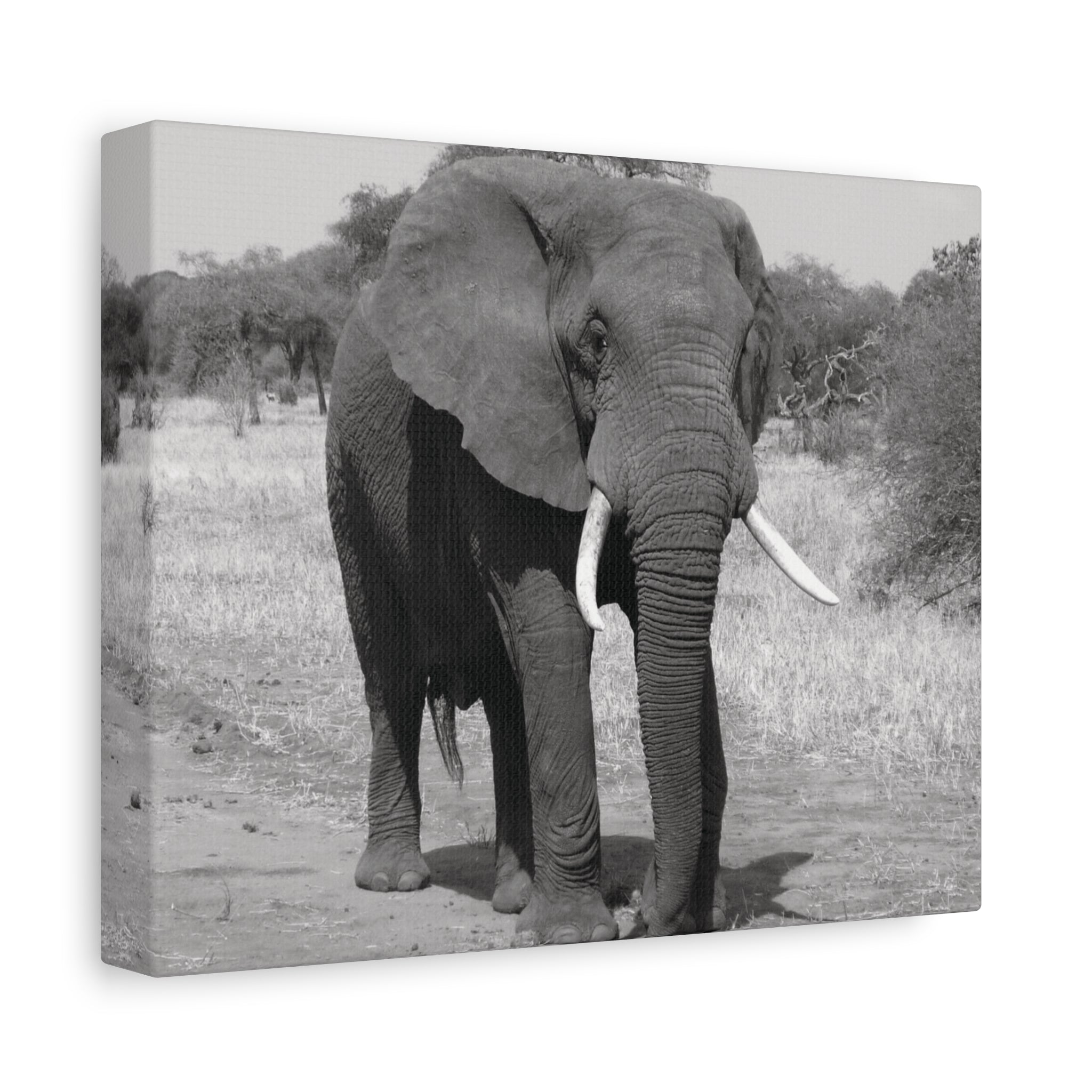 Safari Strength – Elephant Wall Art Print - Saunni Bee - Wall Art