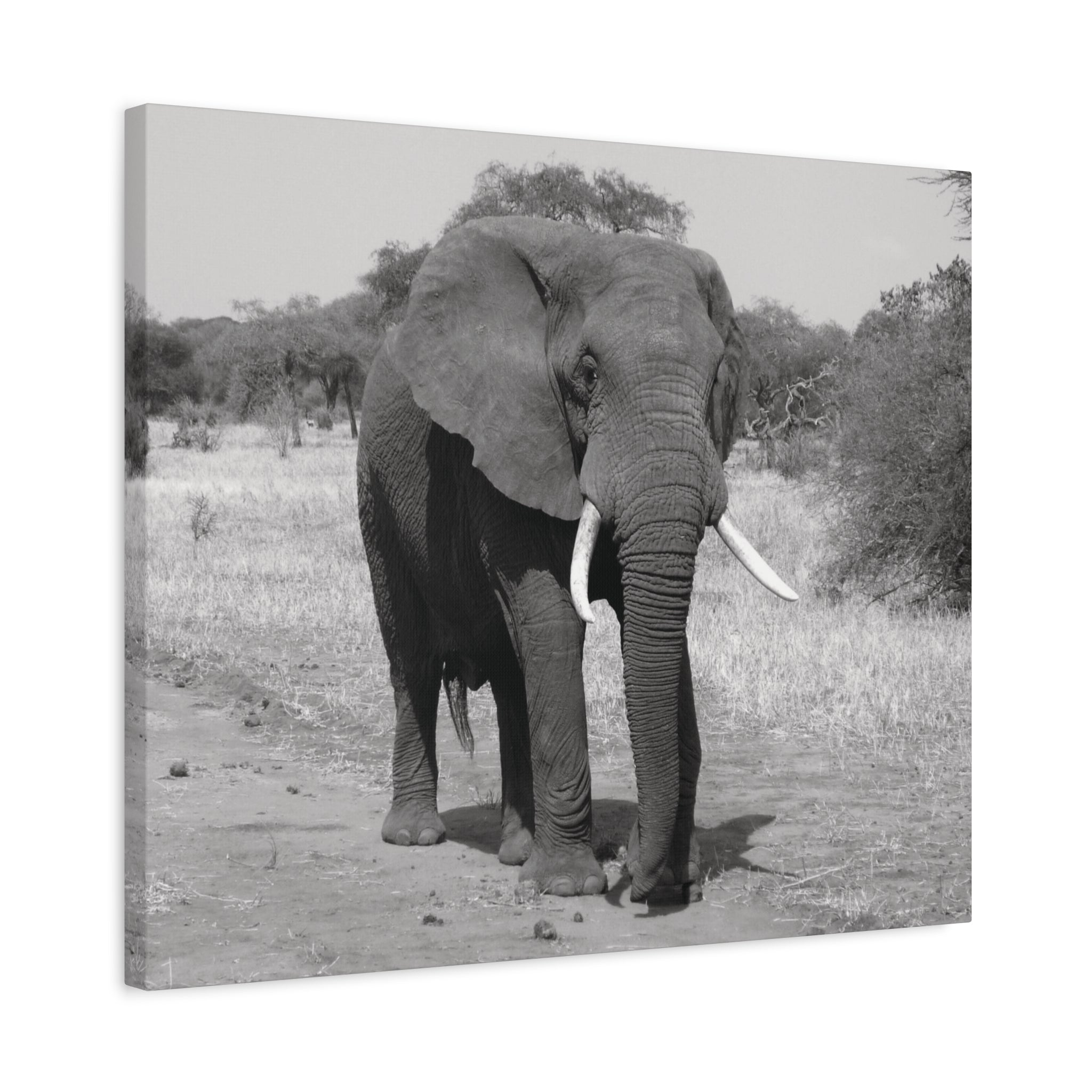 Safari Strength – Elephant Wall Art Print - Saunni Bee - Wall Art