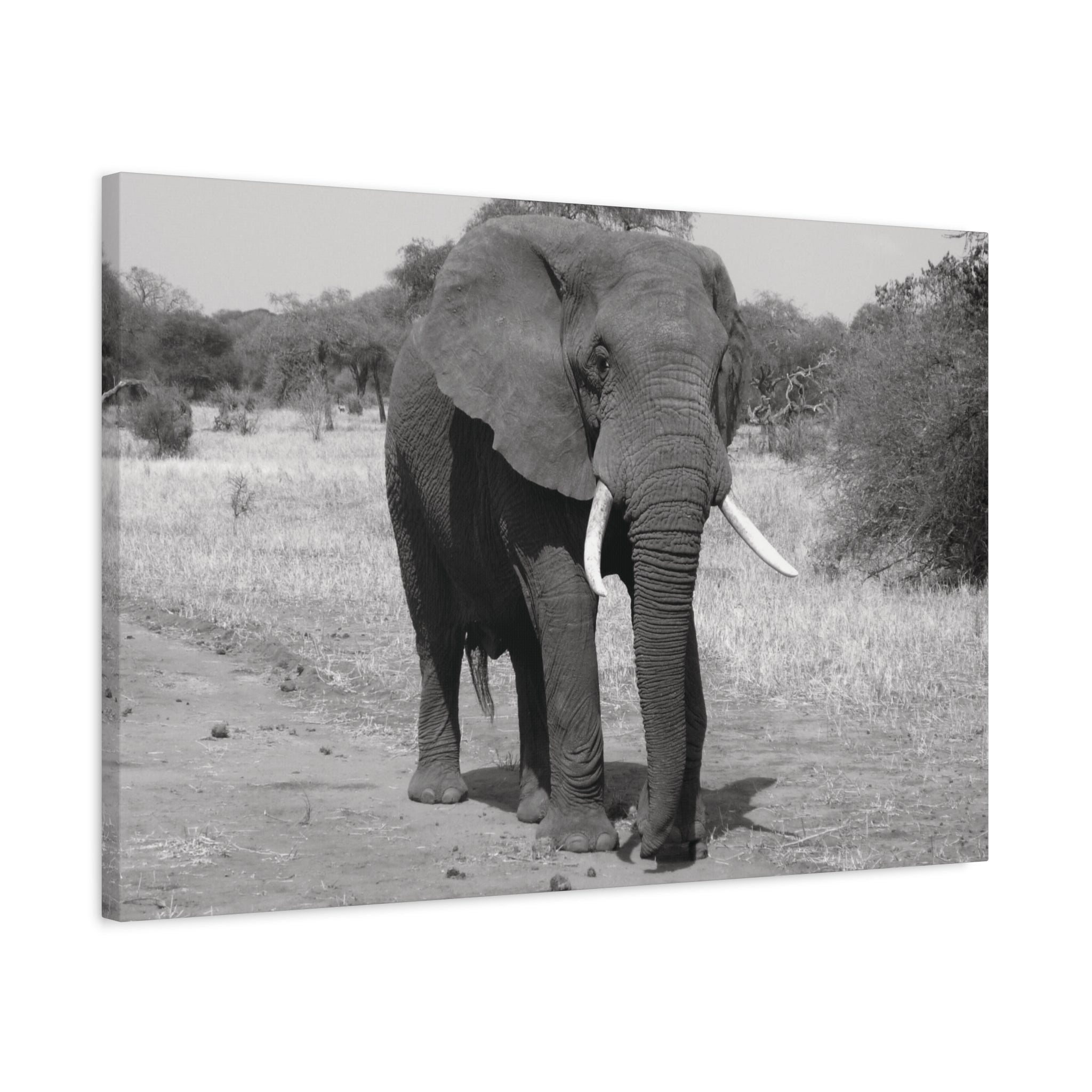 Safari Strength – Elephant Wall Art Print - Saunni Bee - Wall Art