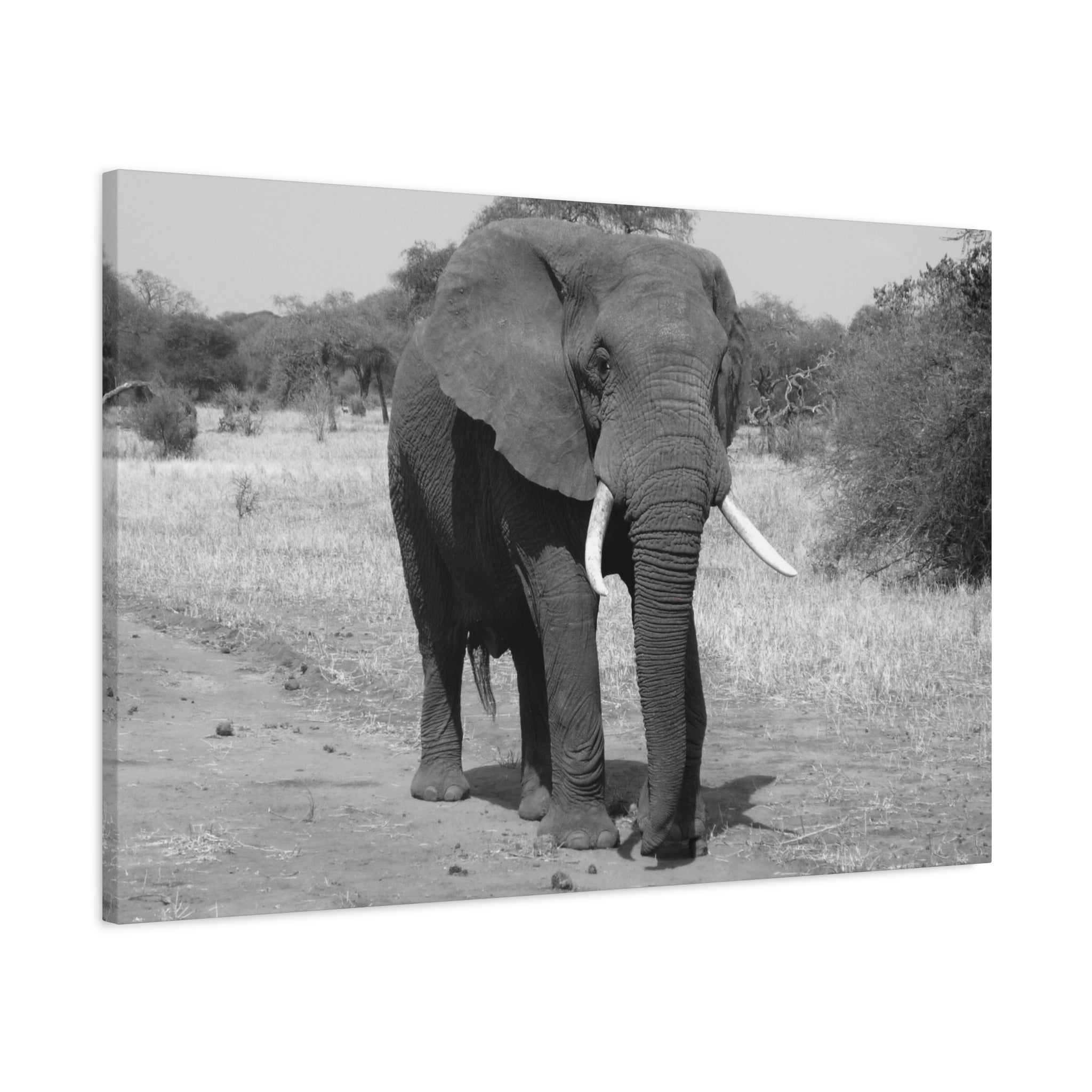 Safari Strength – Elephant Wall Art Print - Saunni Bee - Wall Art