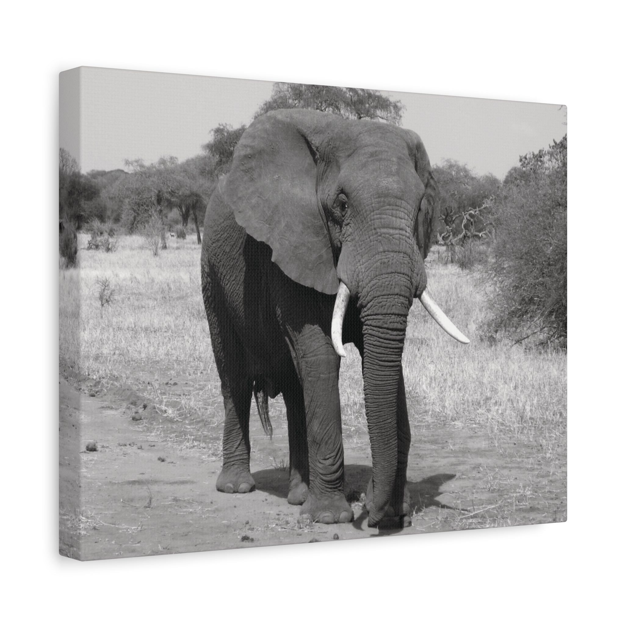 Safari Strength – Elephant Wall Art Print - Saunni Bee - Wall Art