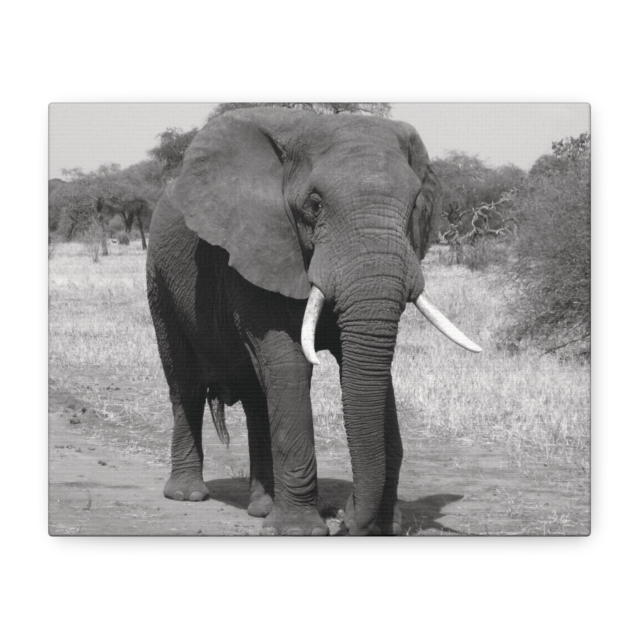 Safari Strength – Elephant Wall Art Print - Saunni Bee - Wall Art
