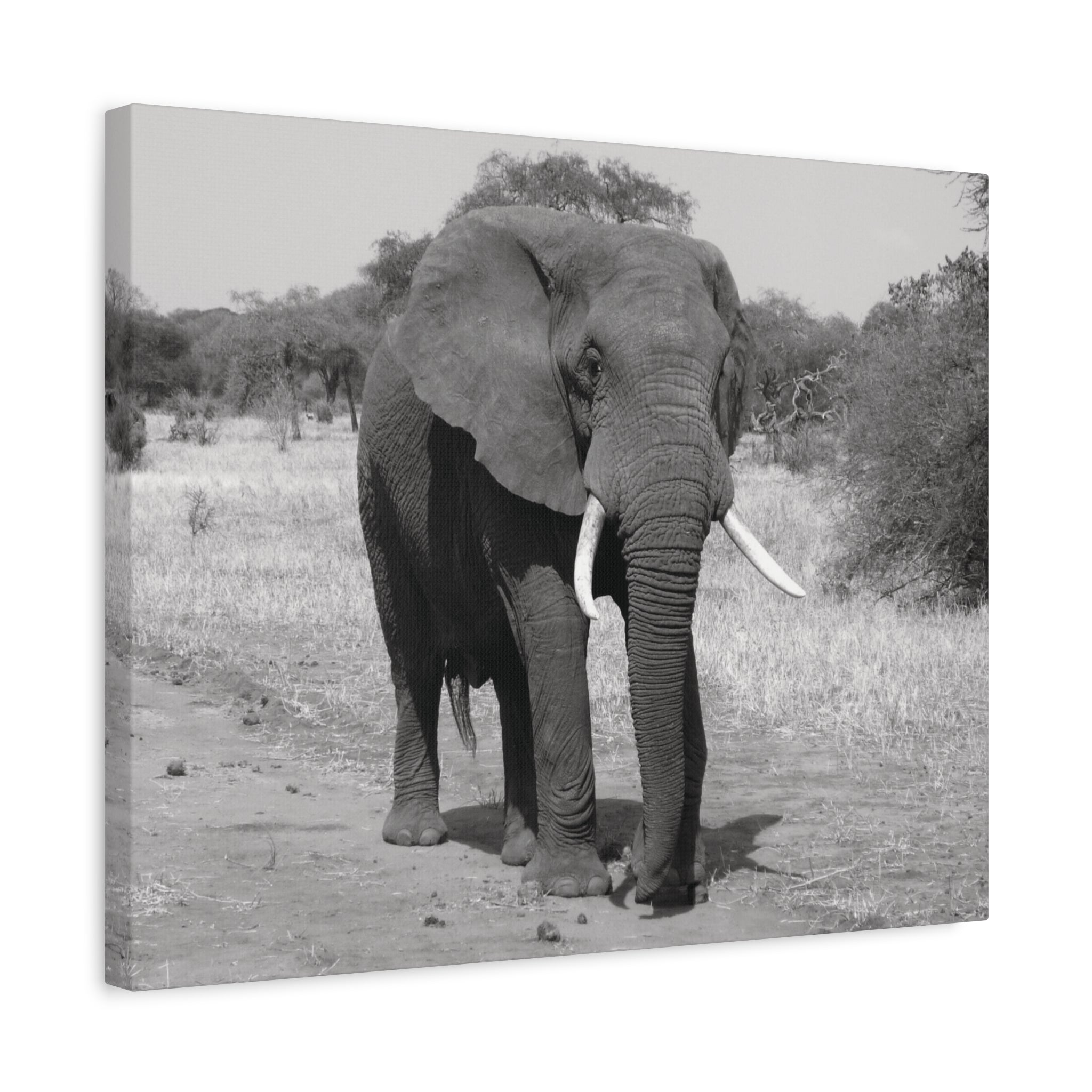 Safari Strength – Elephant Wall Art Print - Saunni Bee - Wall Art