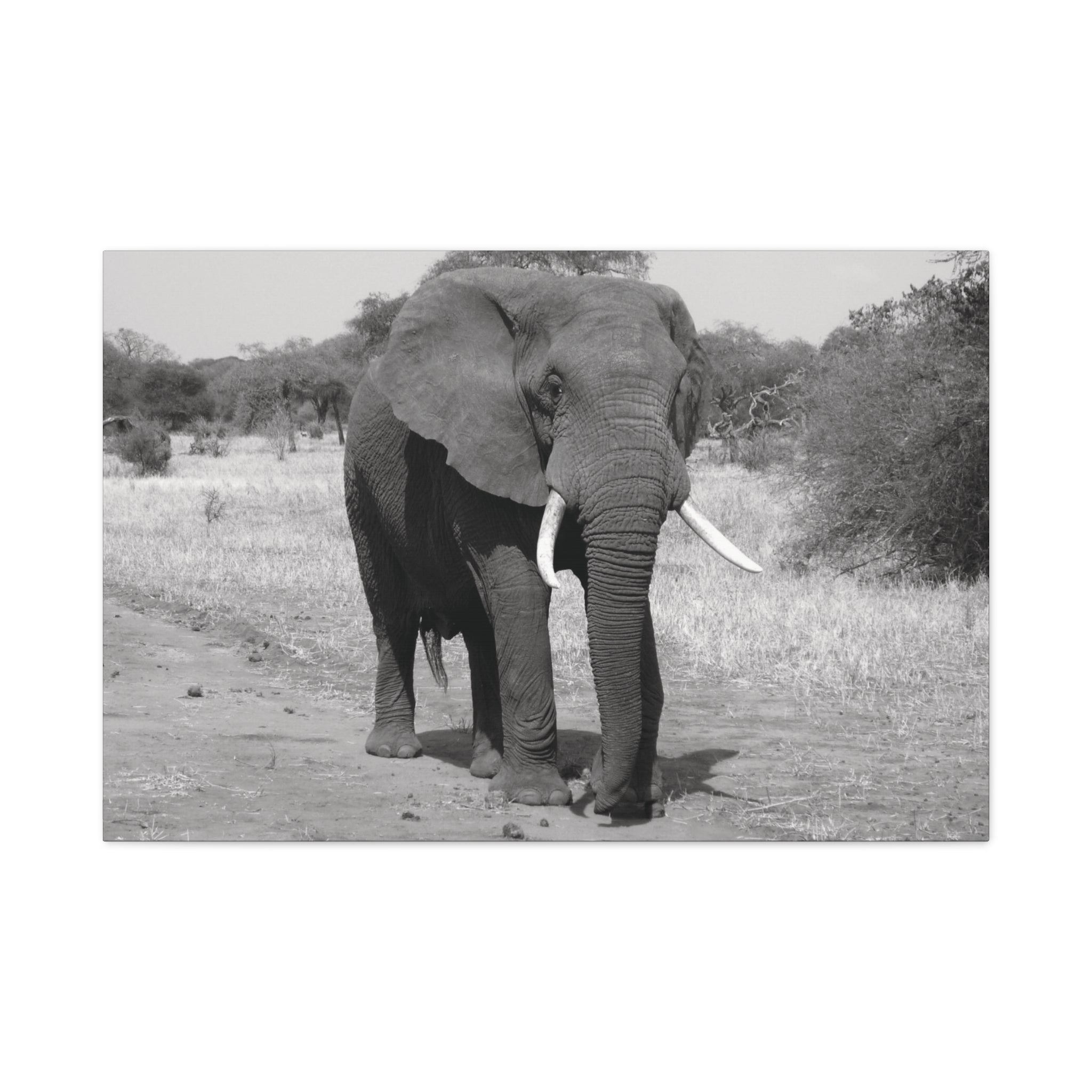 Safari Strength – Elephant Wall Art Print - Saunni Bee - Wall Art