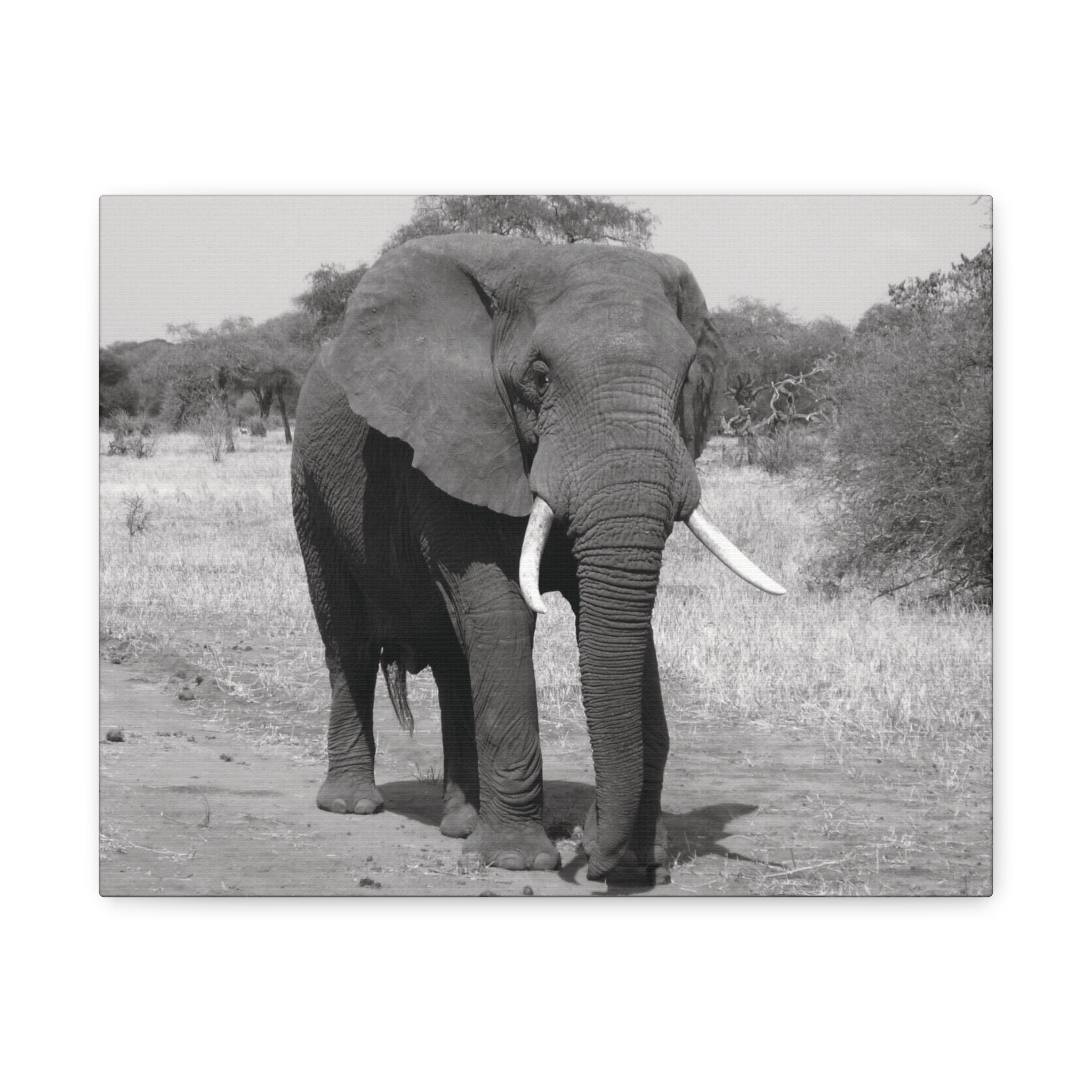 Safari Strength – Elephant Wall Art Print - Saunni Bee - Wall Art