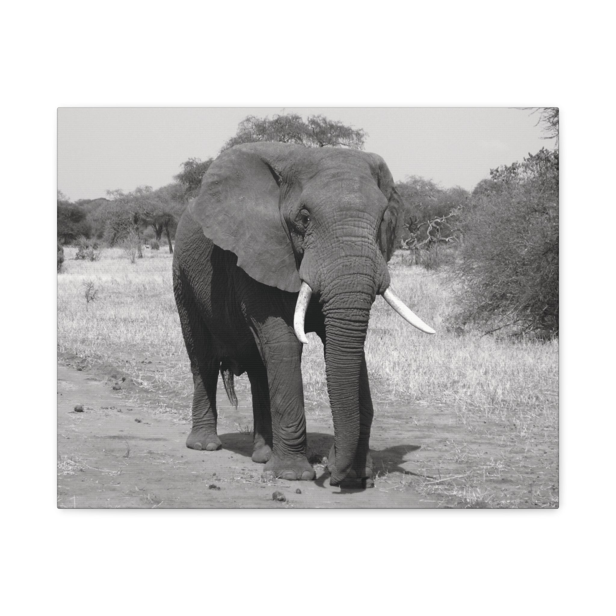 Safari Strength – Elephant Wall Art Print - Saunni Bee - Wall Art