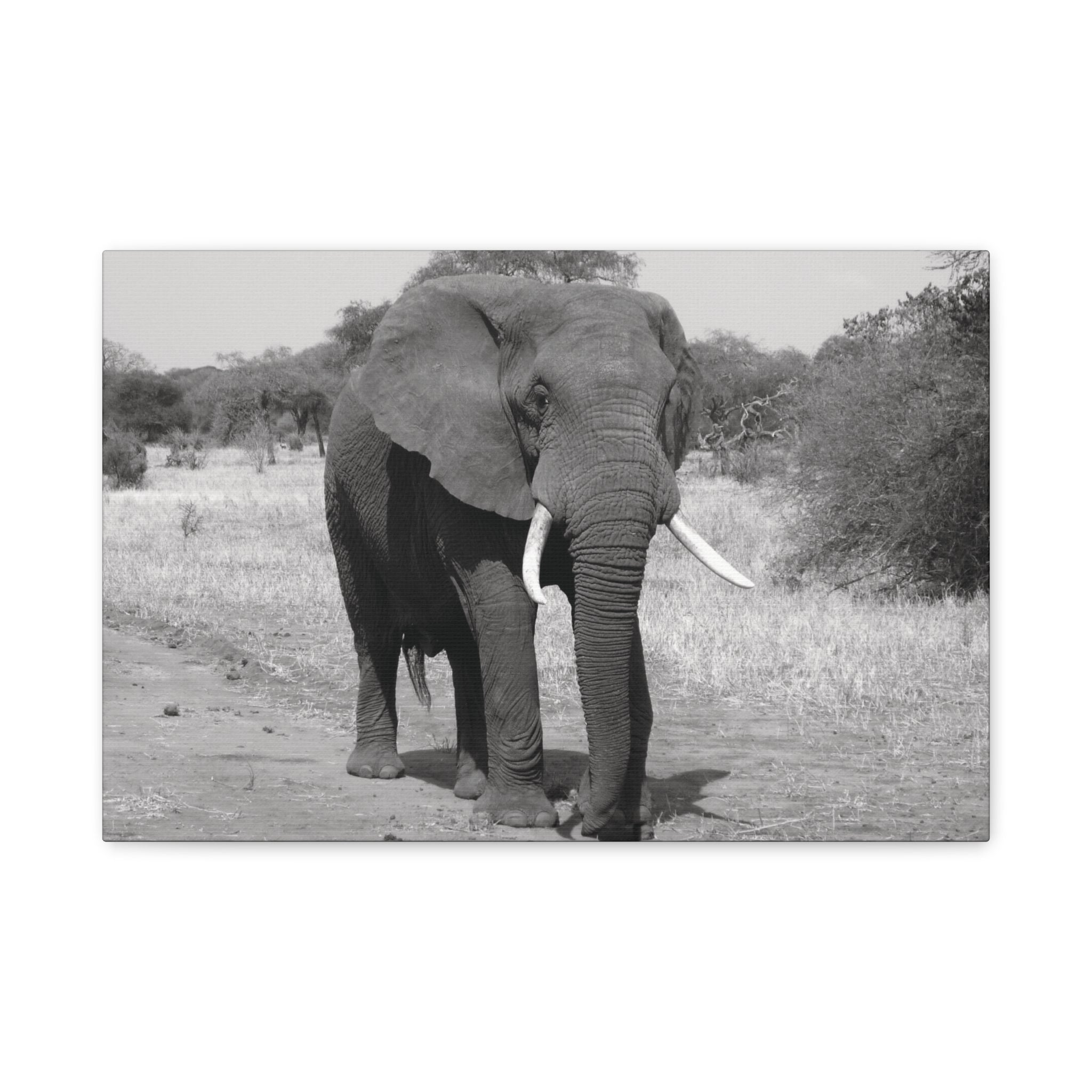 Safari Strength – Elephant Wall Art Print - Saunni Bee - Wall Art