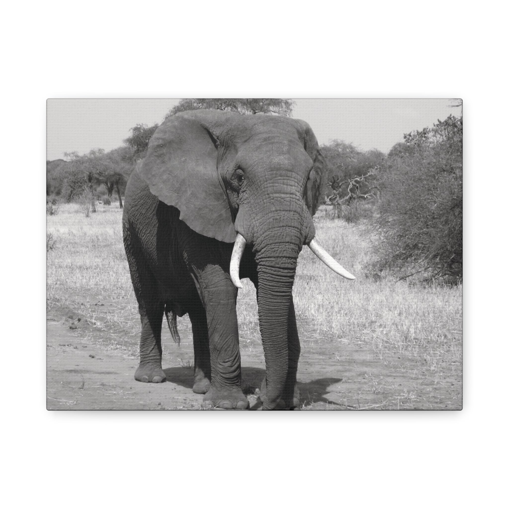 Safari Strength – Elephant Wall Art Print - Saunni Bee - Wall Art